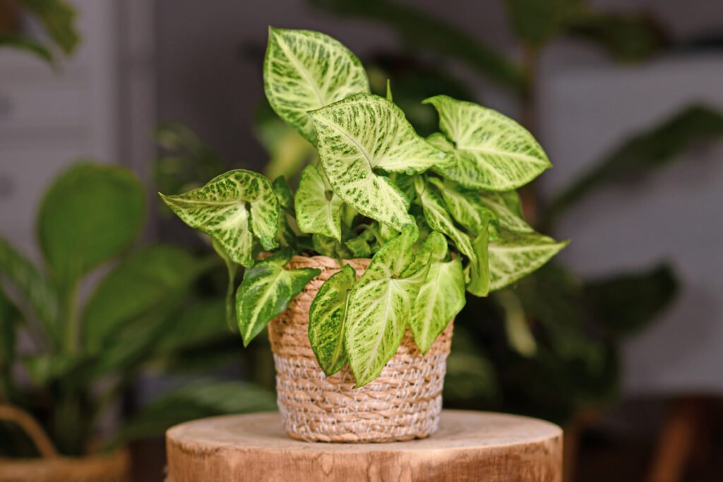 Arrowhead Plant (Syngonium podophyllum)