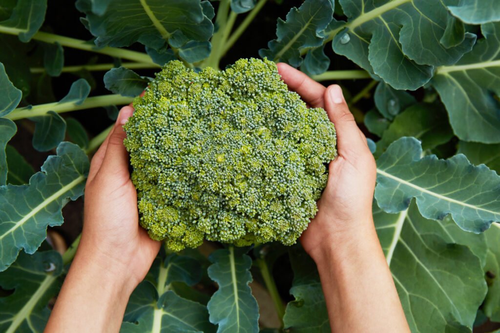 Broccoli Plant Growing Stages: Everything you need to know!