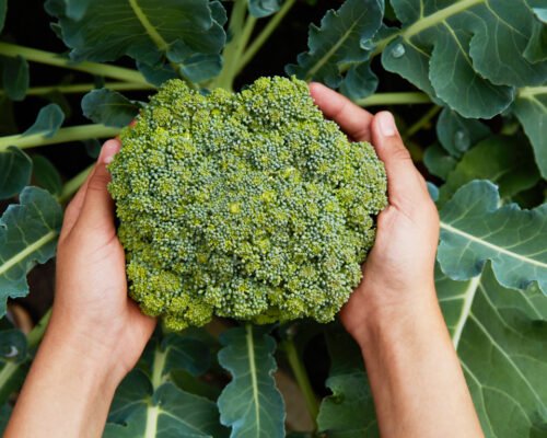 Broccoli Plant Growing Stages: Everything you need to know!