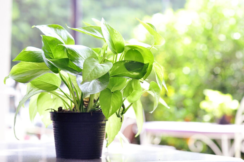 Devil's Ivy (Epipremnum aureum)