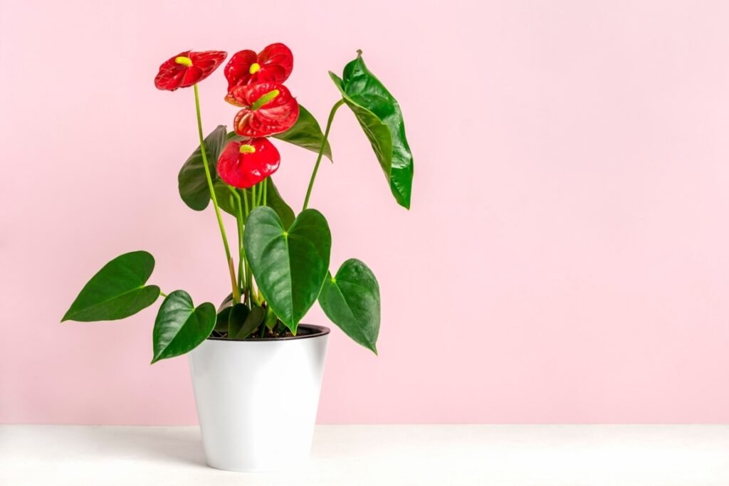 Flamingo Flower or Anthurium (Anthurium andraeanum)