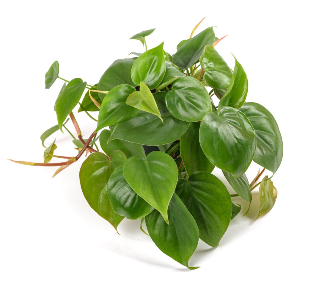 Heartleaf Philodendron (Philodendron hederaceum)