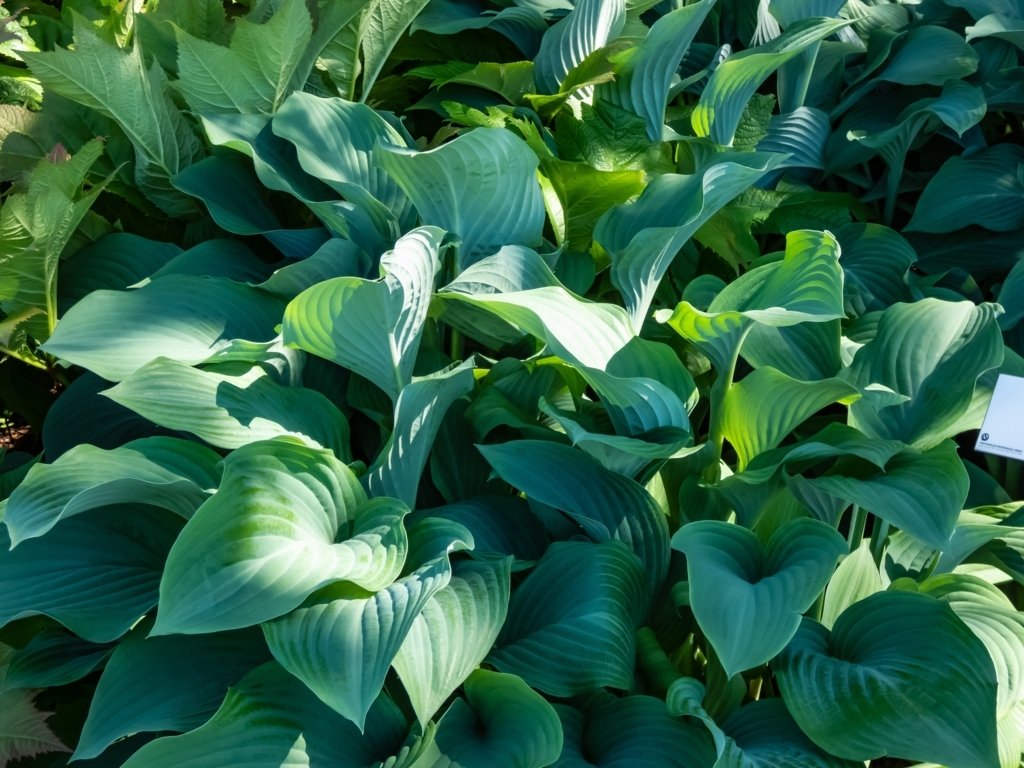 Hostas (Hostas hybrids)