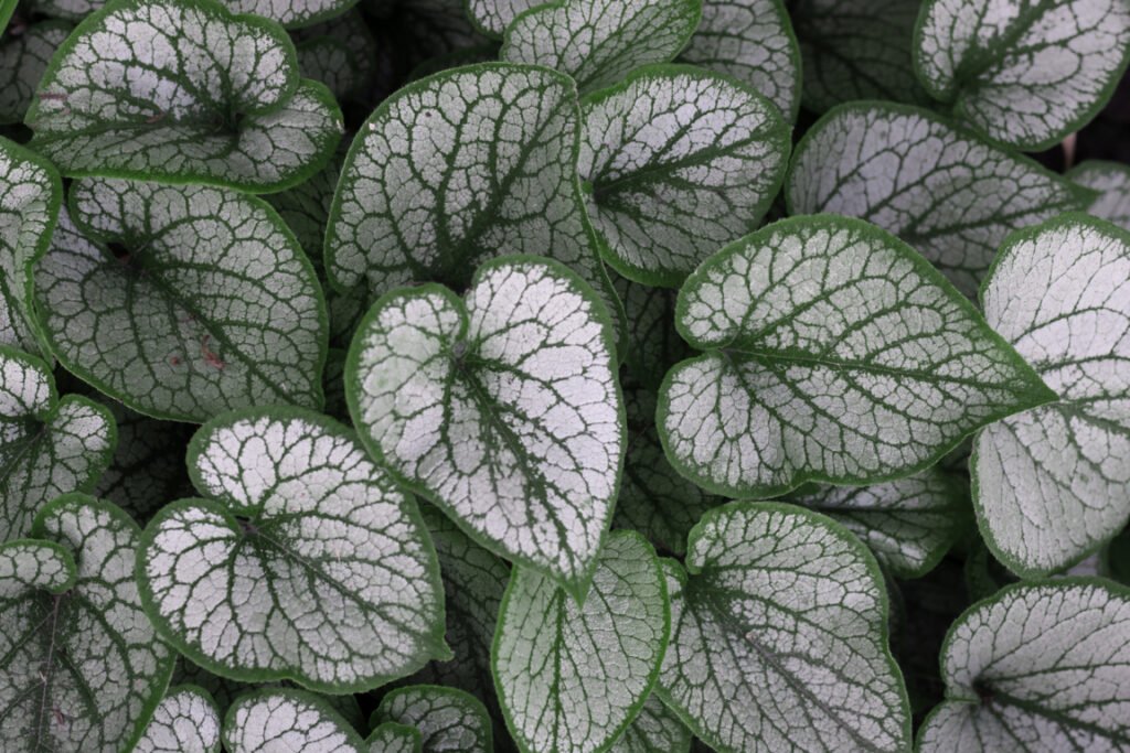 Jack Frost (Brunnera)