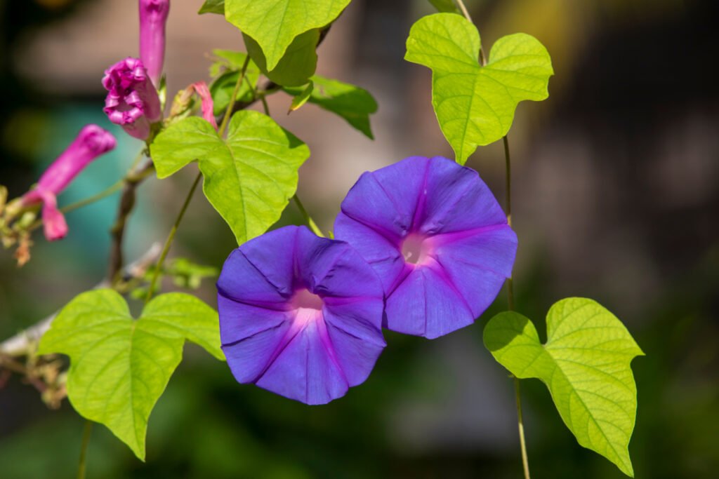 Morning glory (Ipomoea purpurea)