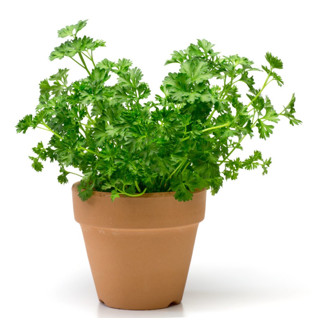 Parsley