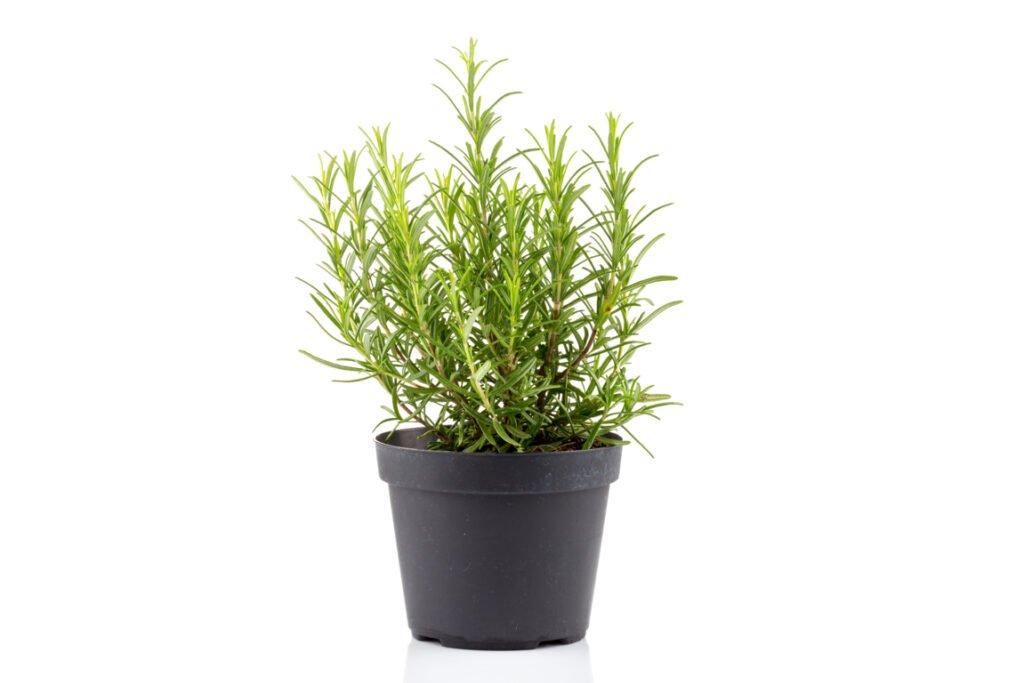 Rosemary