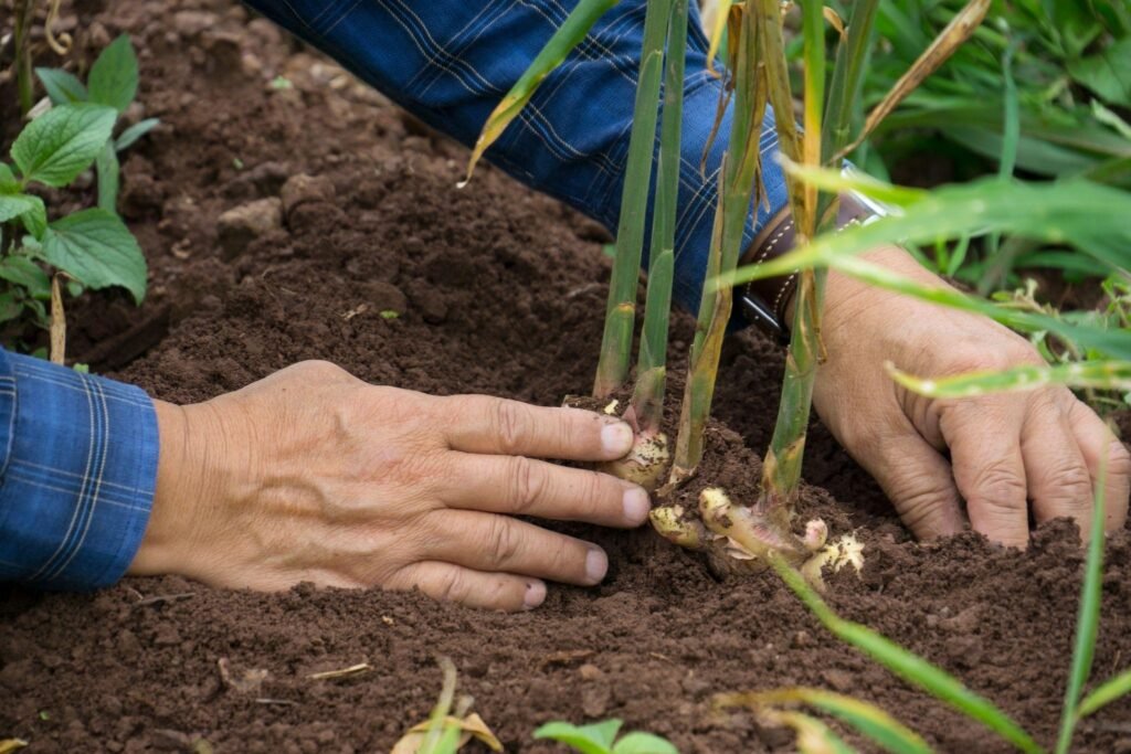 How To Plant Ginger In The Garden