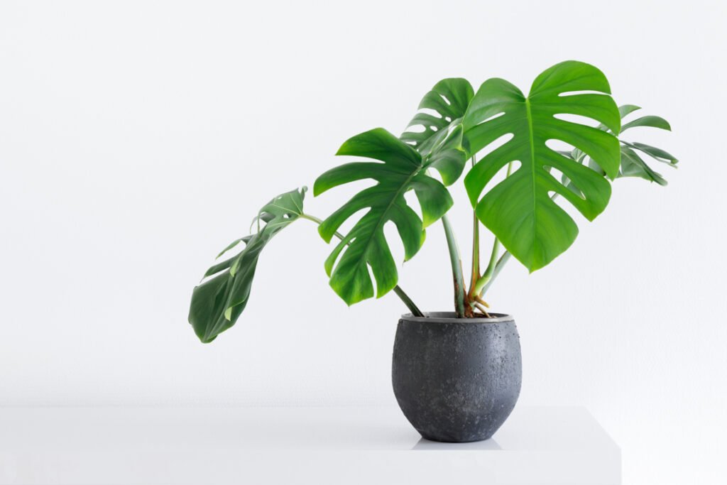 Swiss Cheese Plant (Monstera deliciosa)