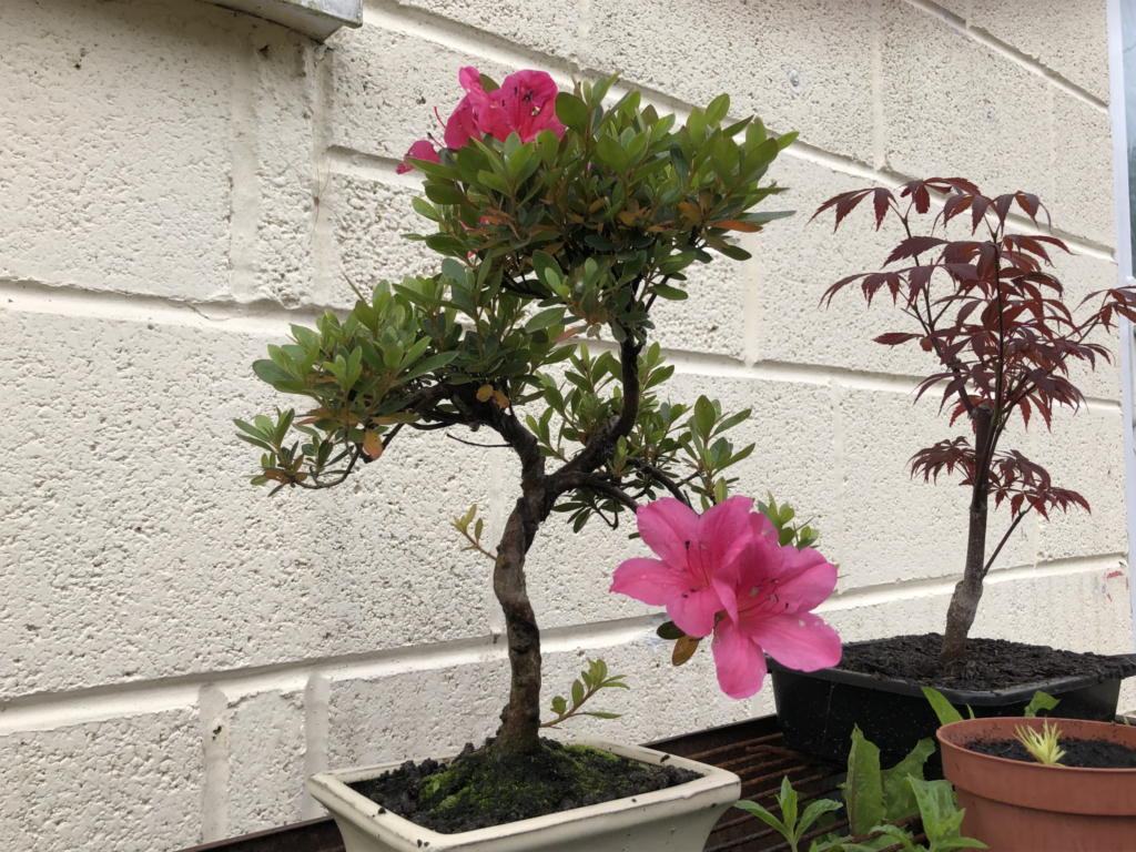 azaleas bonsai