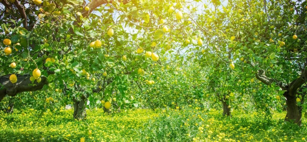 Lemon Trees