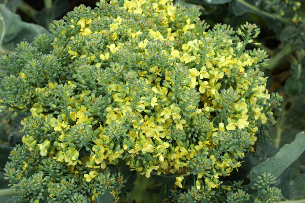 Brocoli Flowering Stage