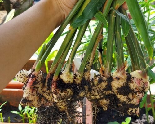 How to Make a Ginger Garden