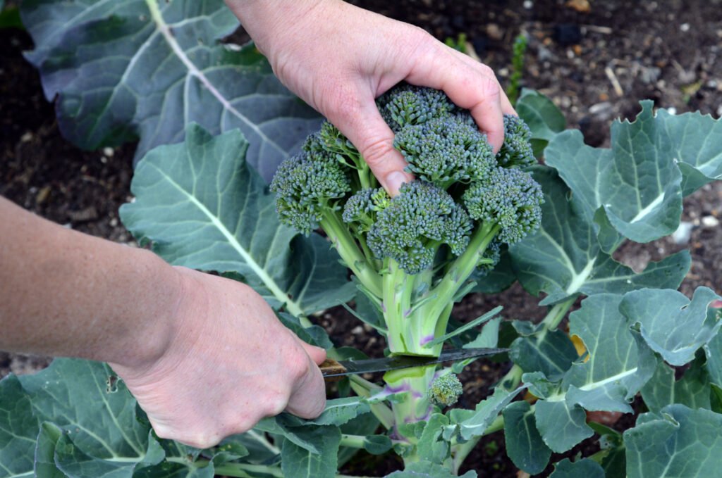 Broccoli Harvesting Stage