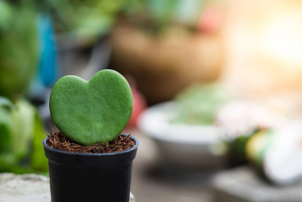 Heart-Shaped Leaves Plants