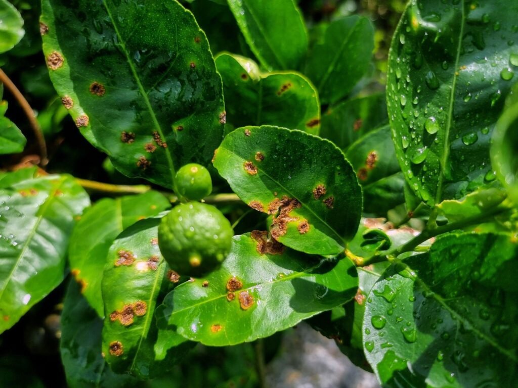 Citrus Canker