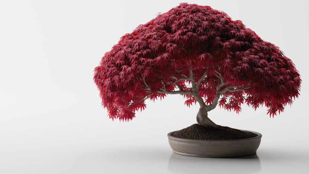 Bonsai Tree