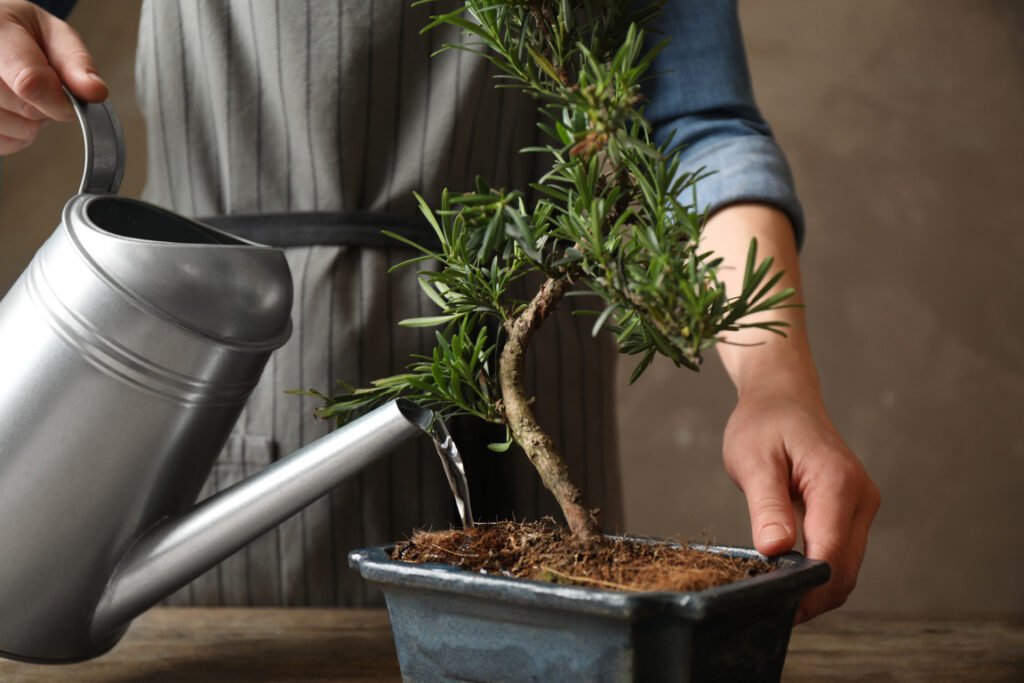 Watering Bonsai