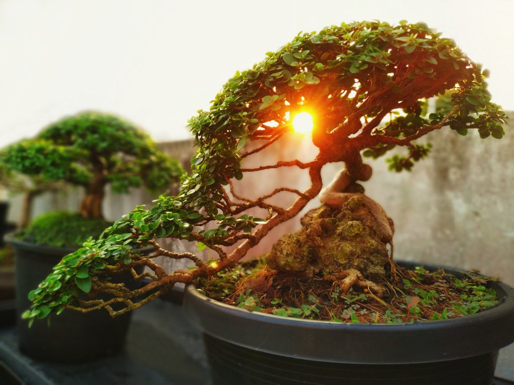 Bonsai in Sunshine