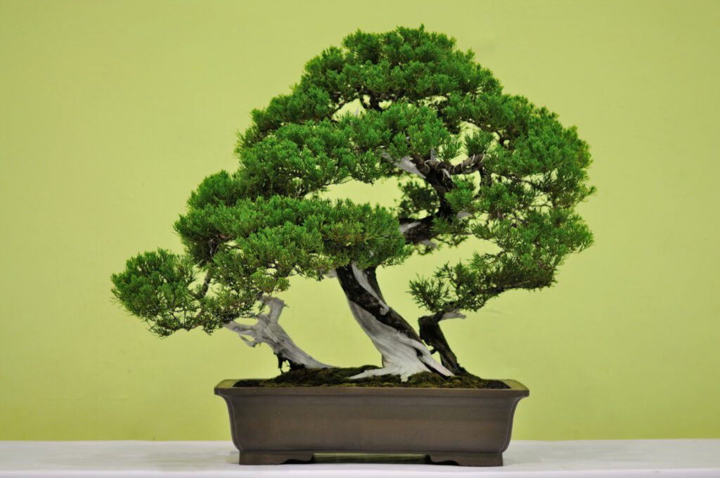 Expensive Bonsai Trees