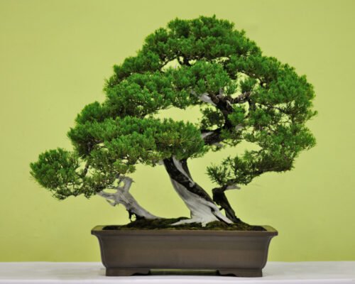 15 Most Expensive Bonsai Trees