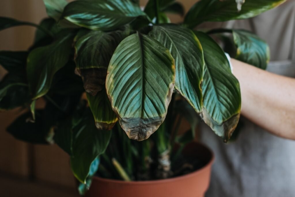 Bonsai Turning Brown