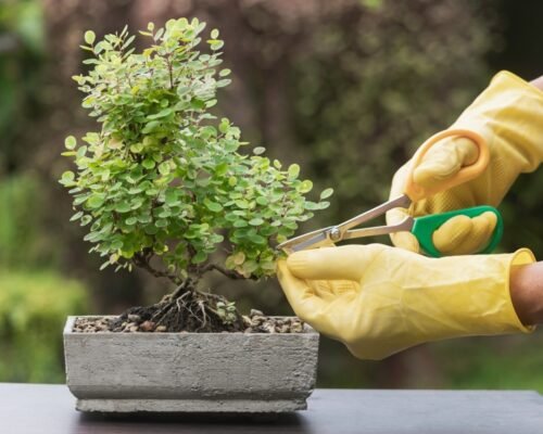 How to Trim a Bonsai Tree