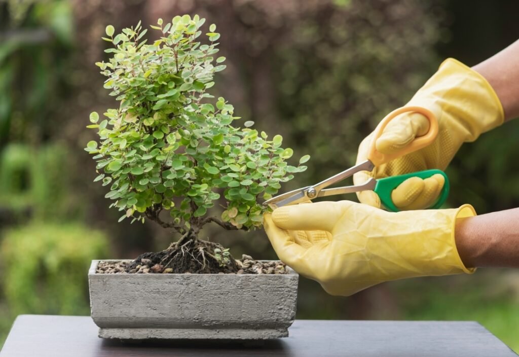 Pruning Bonsai