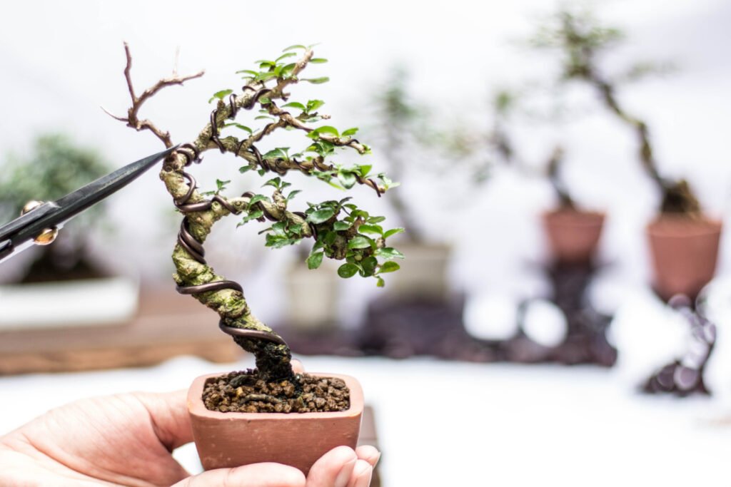 Wiring Bonsai