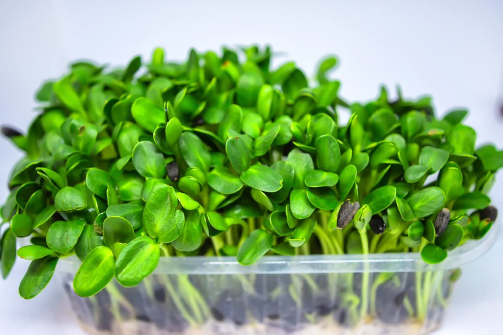 Brocoli Germination Stage