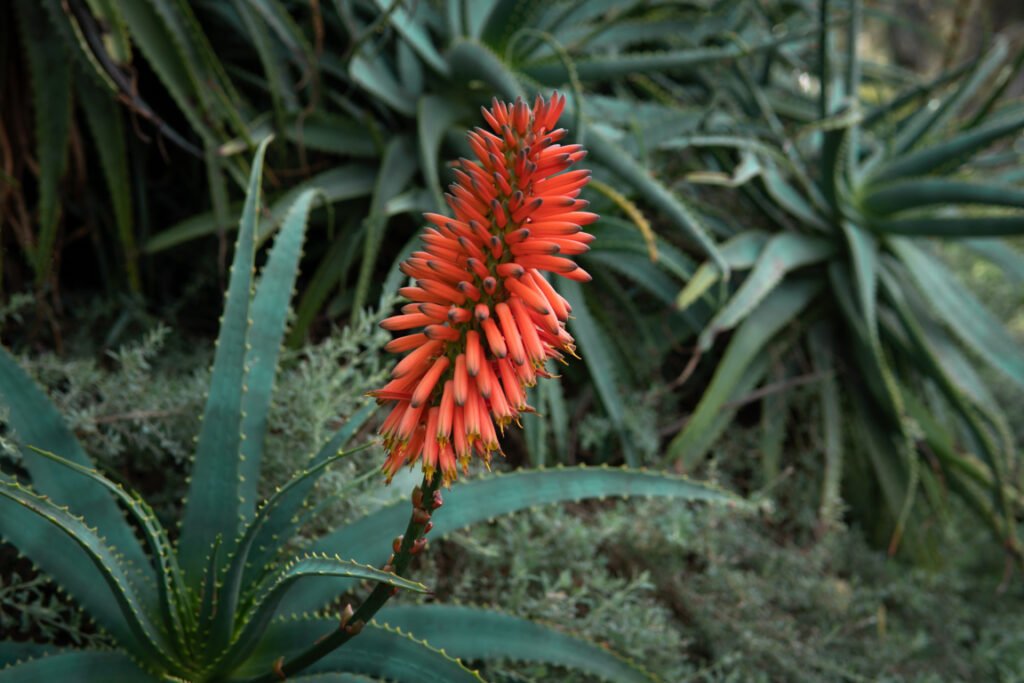 Aloe Ferox