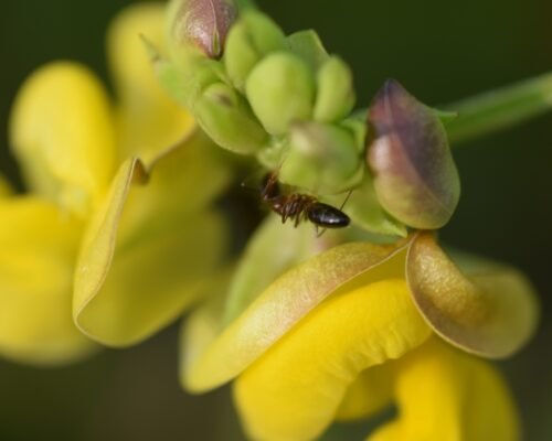 how to get rid of ants in plants pots