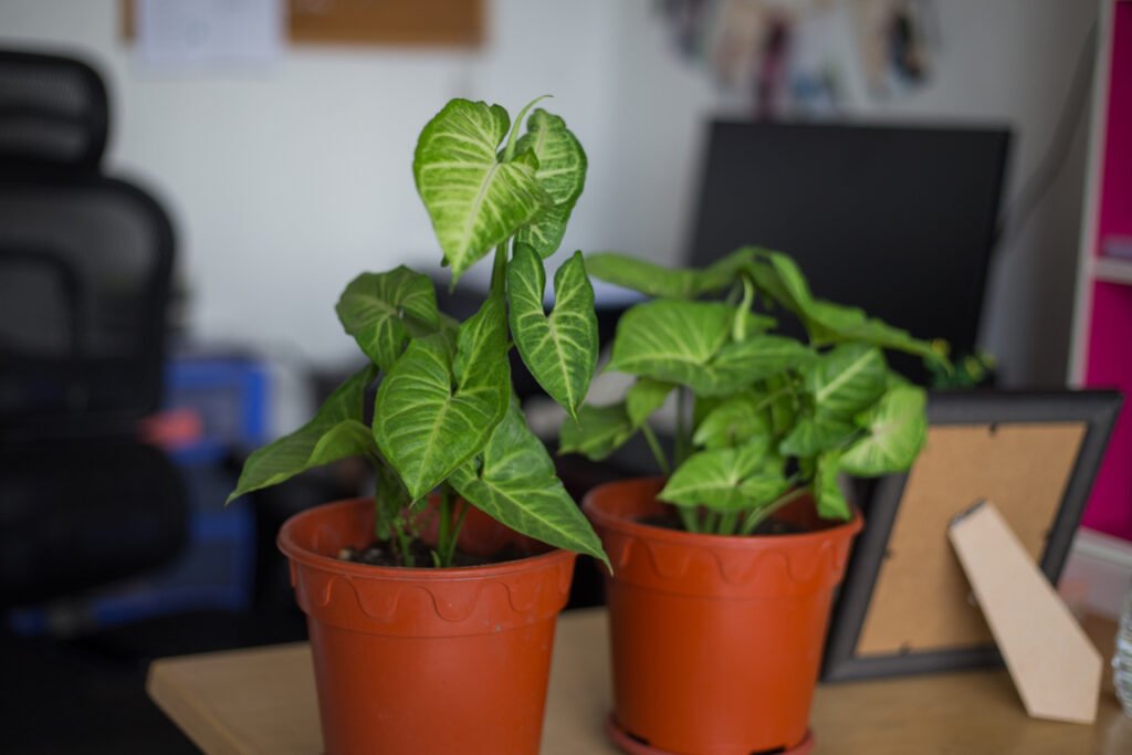 Arrowhead plant