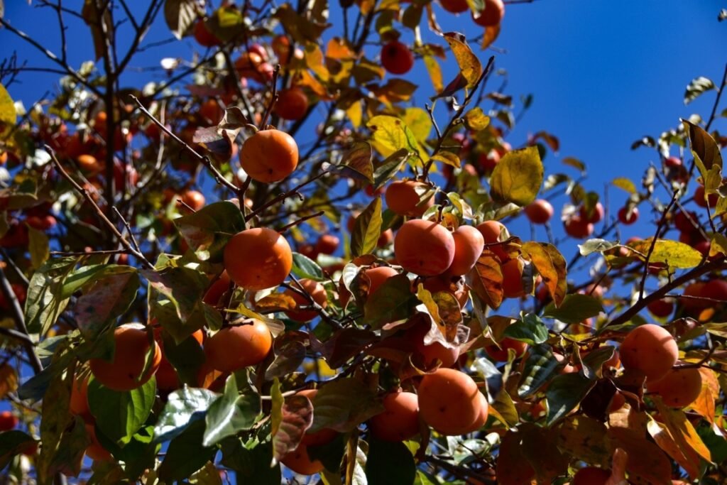 Astringent Persimmon Tree