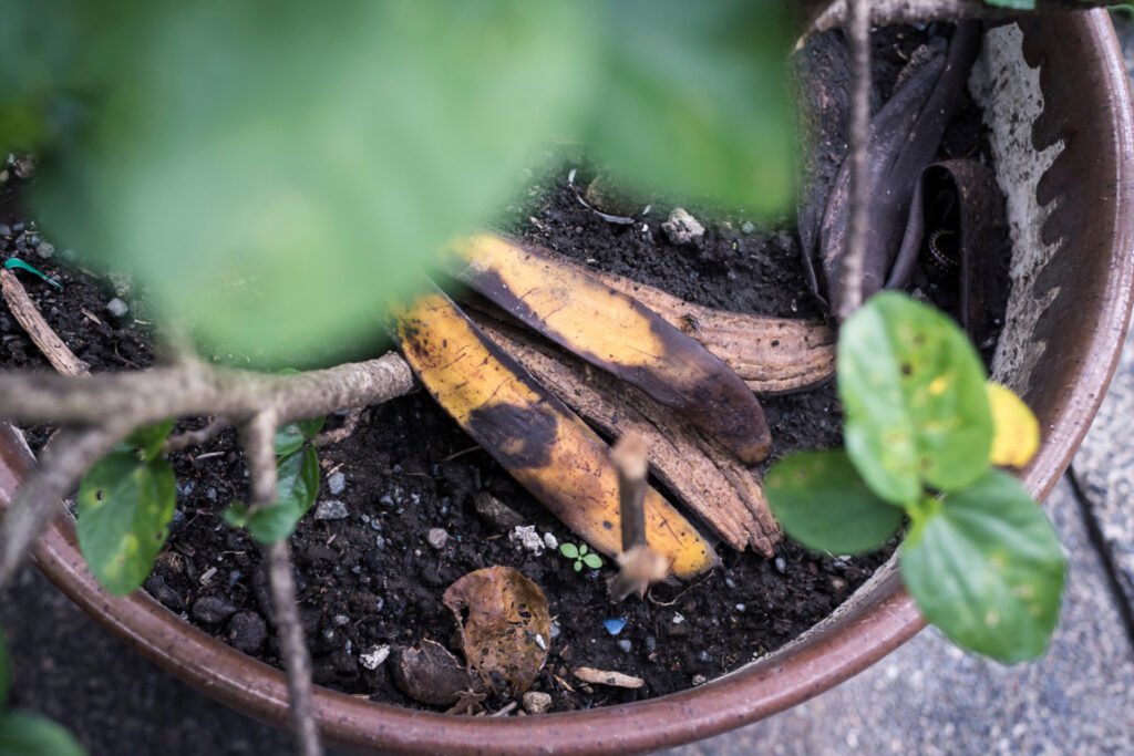 Banana peels fertilizer