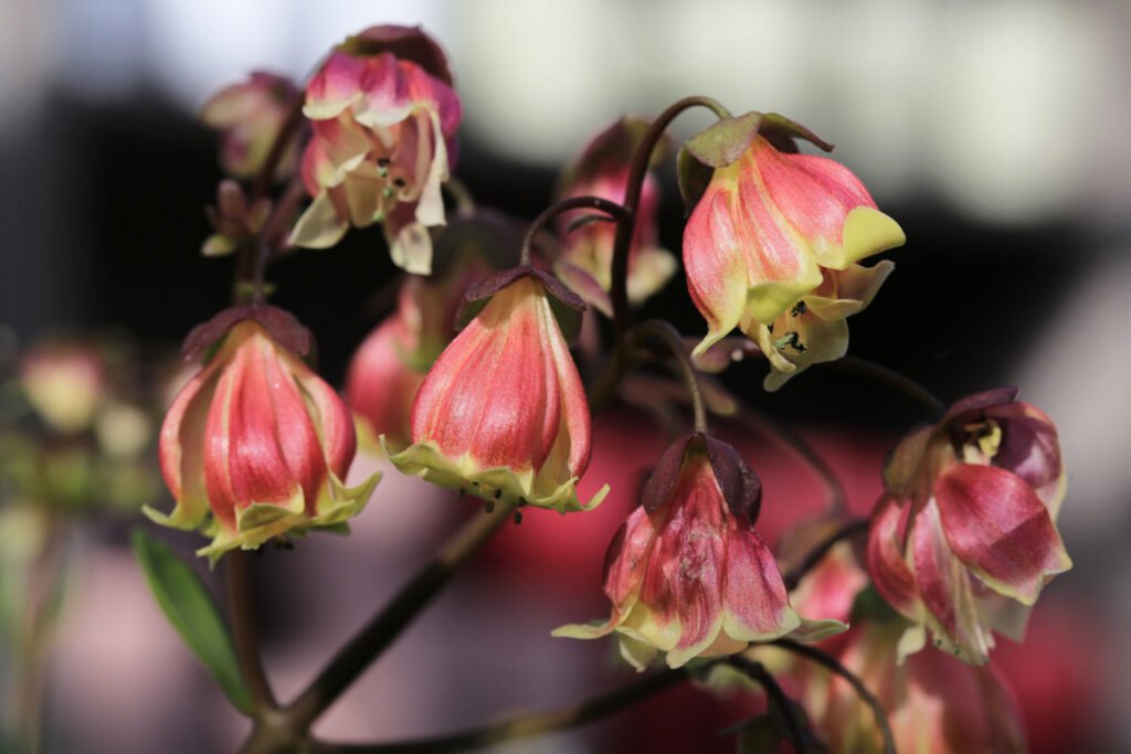 Kalanchoe Mangini (Beach Bell)