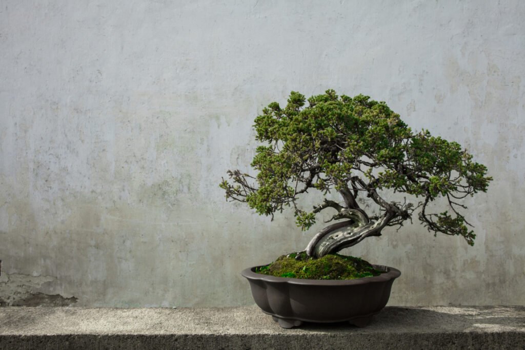 Best Time to Plant a Bonsai Tree