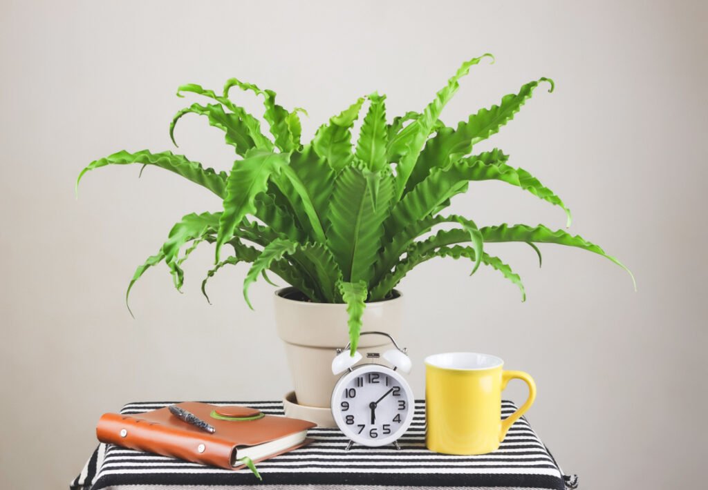 Bird's nest fern