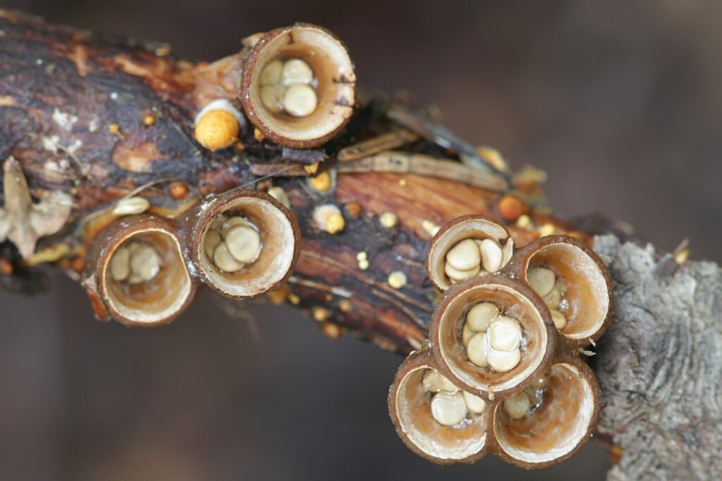 Bird’s nest fungi