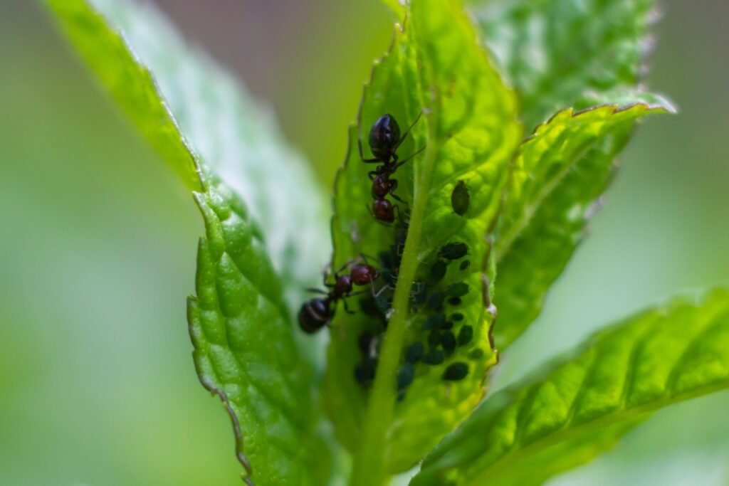 Black Ants on leaves 