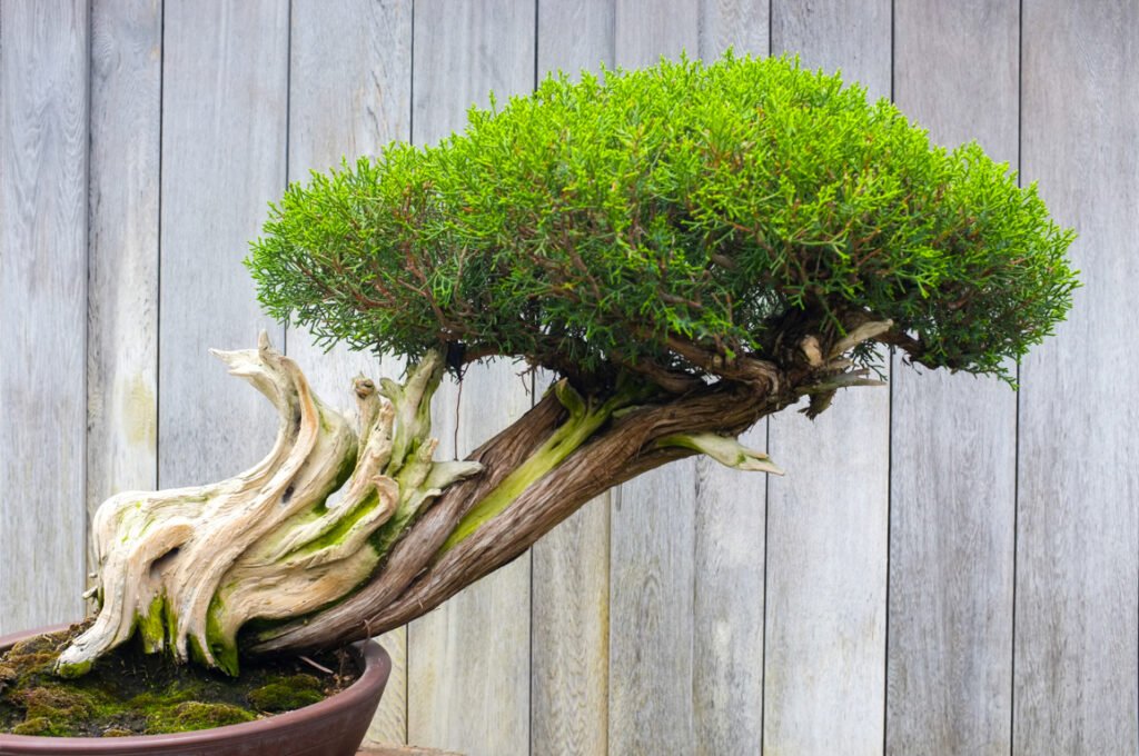 Bonsai Tree Represent