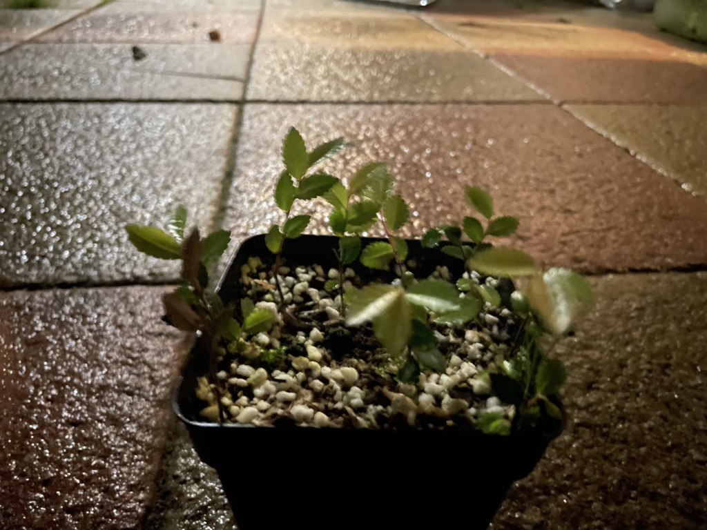 Bonsi seedlings from Cuttings