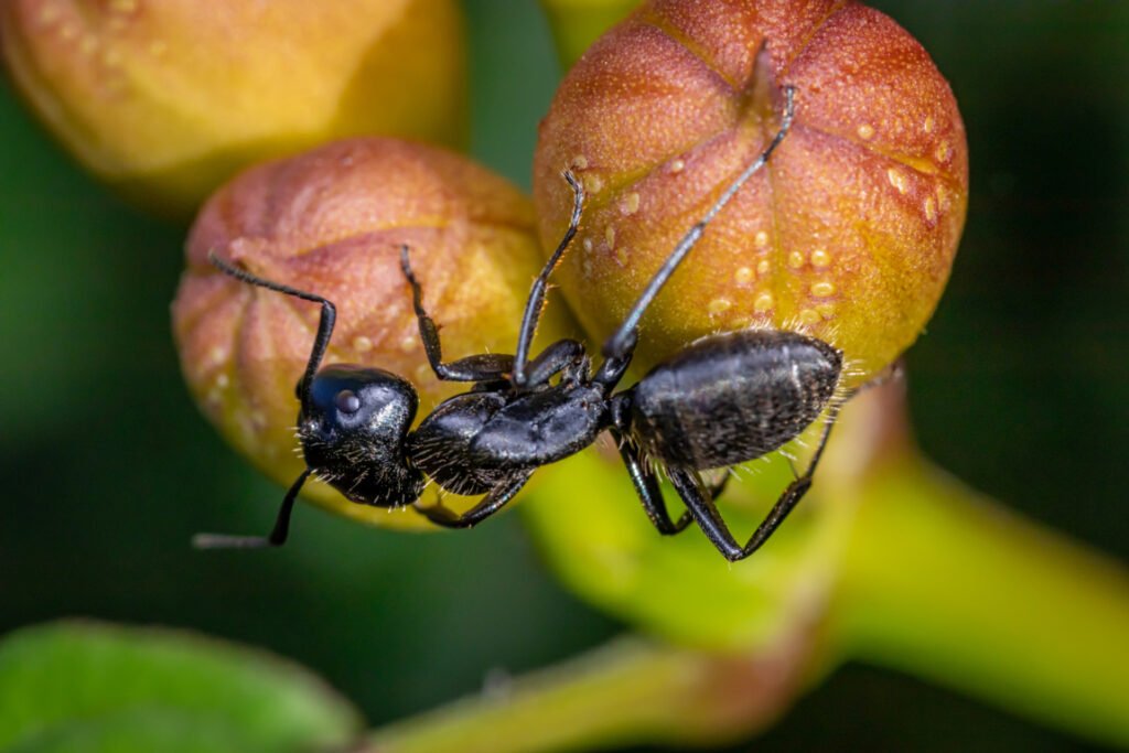 Carpenter ants