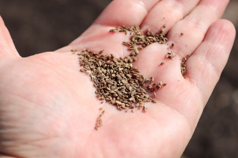 Collecting Carrot Seeds 101 Where do Carrot Seeds Come From?