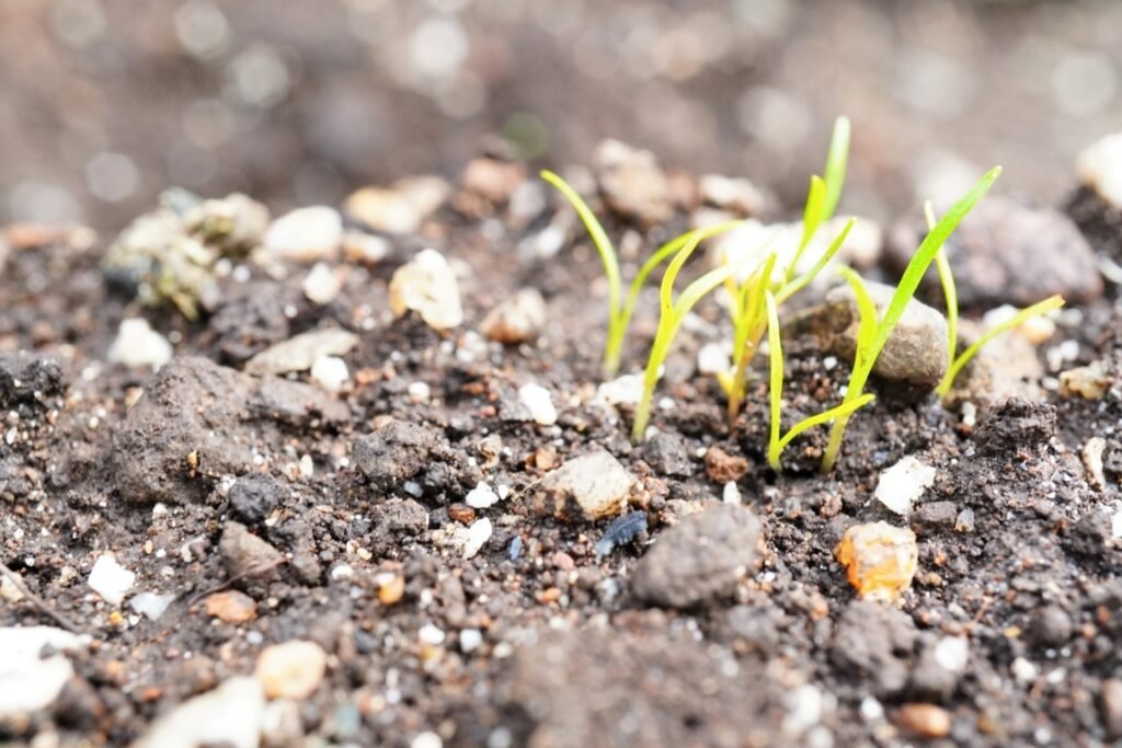 Carrot sprouts in the kitchen garden