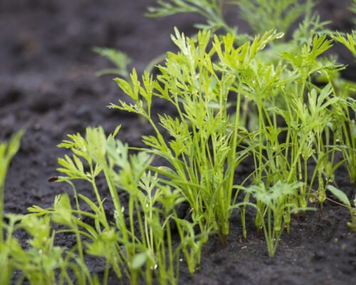 What do Carrot Sprouts Look Like