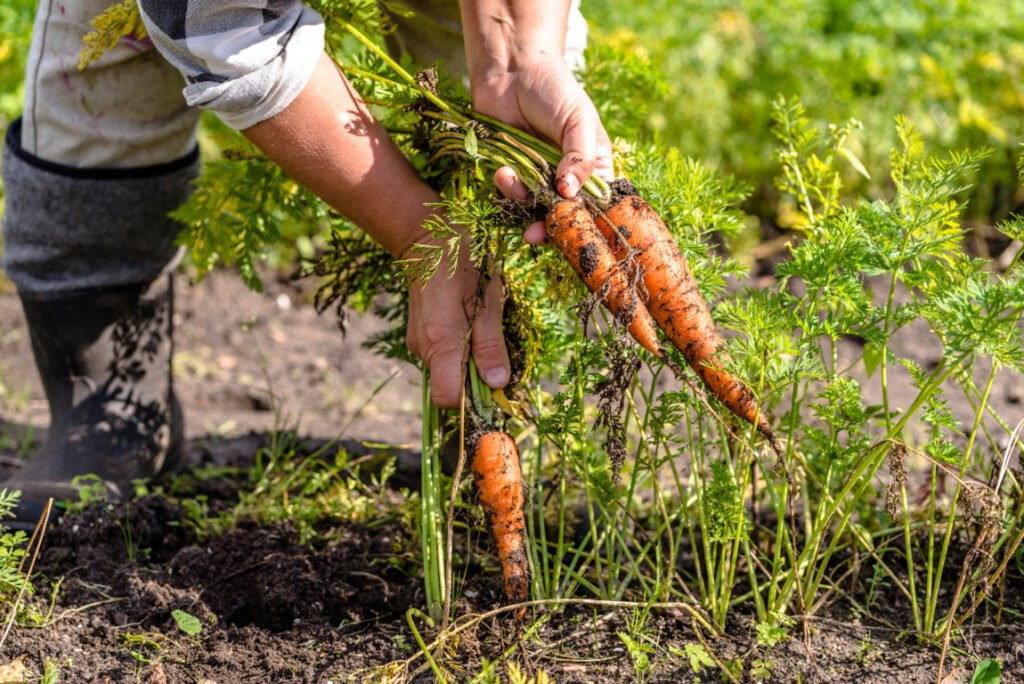 Where do Carrot Seeds Come From