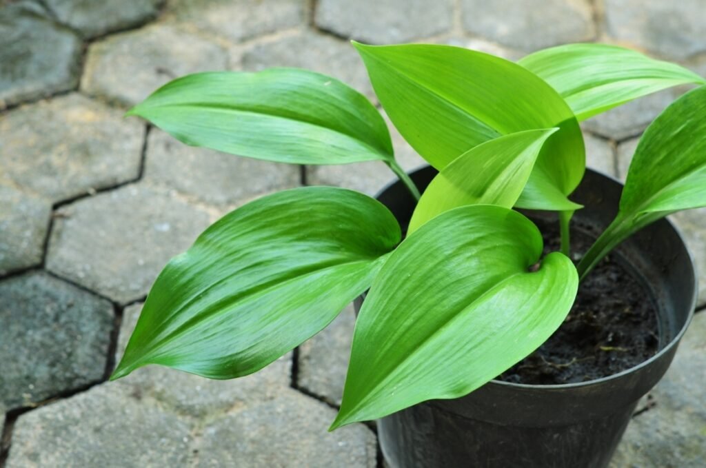 Cast iron plant