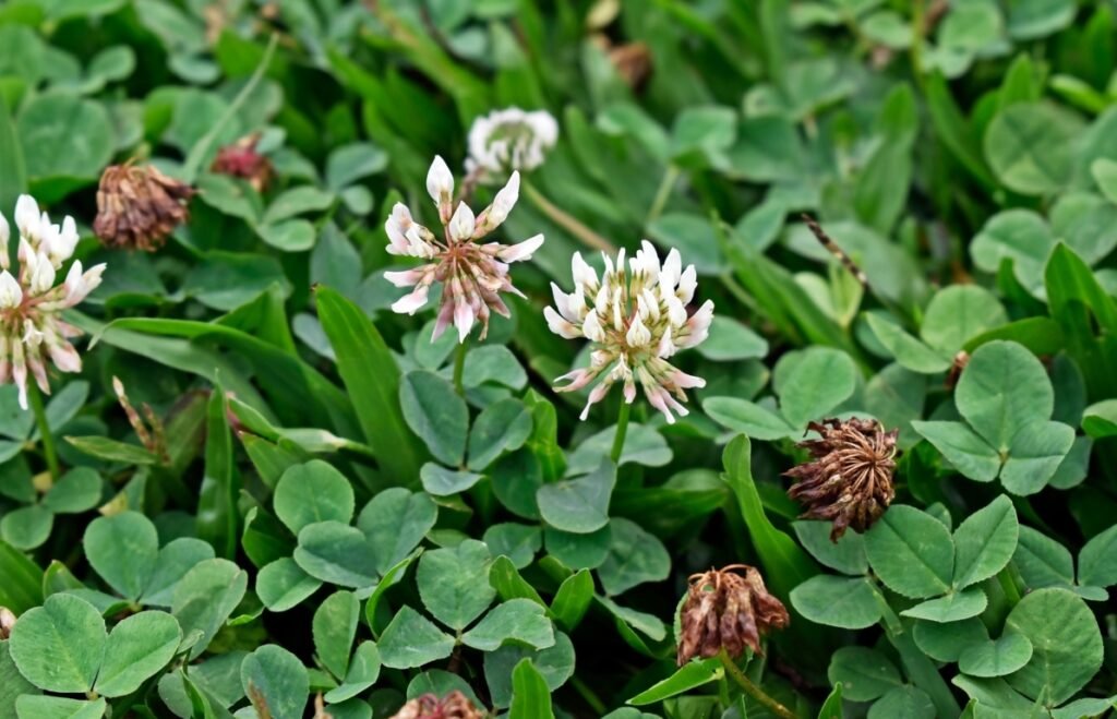 Clover (Trifolium repens)