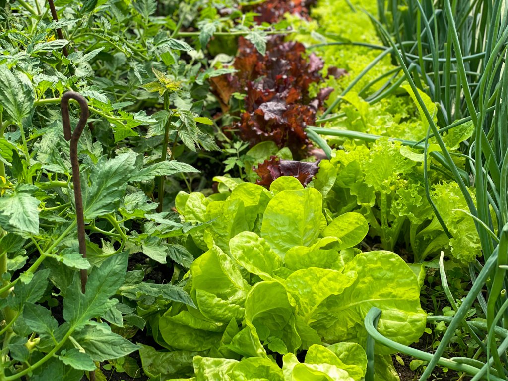 Companion crop Lettuce